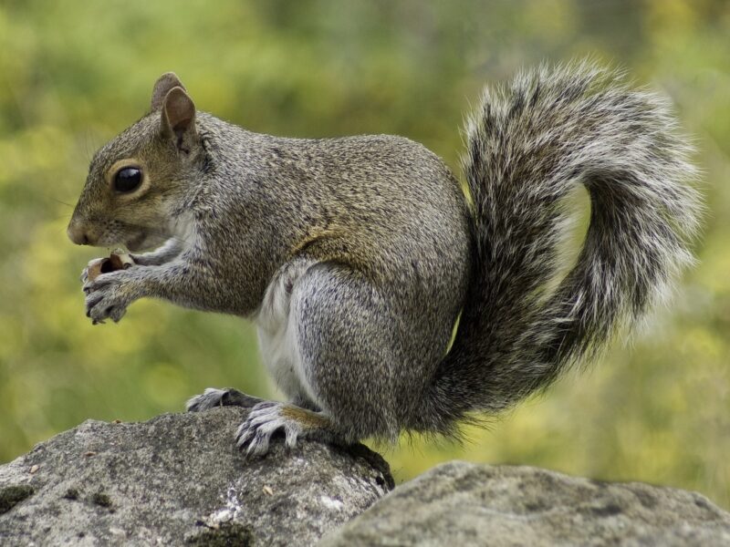 The Daily Routine of a Squirrel: How These Rodents Spend Their Days Foraging and Playing The Daily Routine of a Squirrel: How These Rodents Spend Their Days Foraging and Playing