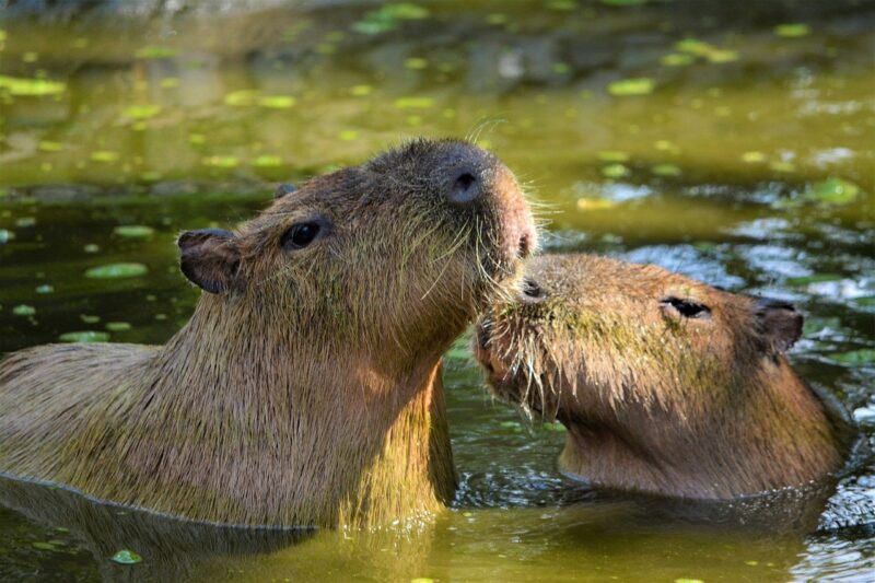 Why Capybaras Are Often Called ‘Nature’s Best Friends’ for Their Calm Demeanor Why Capybaras Are Often Called ‘Nature’s Best Friends’ for Their Calm Demeanor