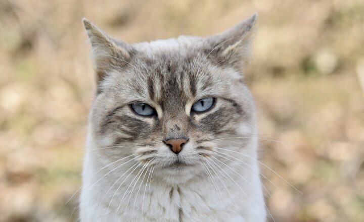How Cats Use Scent to Communicate: Understanding Your Feline’s Marking Behaviors
