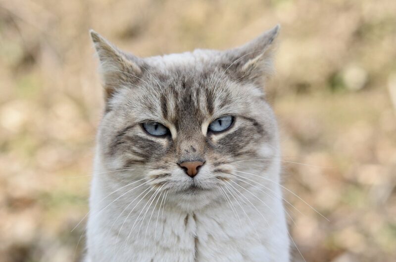 How Cats Use Scent to Communicate: Understanding Your Feline’s Marking Behaviors How Cats Use Scent to Communicate: Understanding Your Feline’s Marking Behaviors