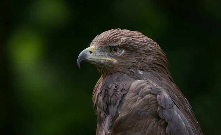 The Hunting Techniques of Eagles: How These Birds Capture Their Prey with Precision