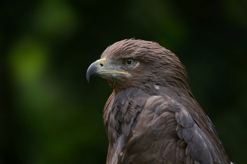 The Hunting Techniques of Eagles: How These Birds Capture Their Prey with Precision The Hunting Techniques of Eagles: How These Birds Capture Their Prey with Precision