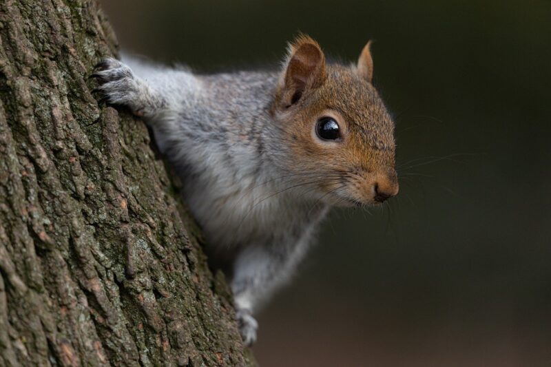 The Fascinating Diversity of Squirrel Species Around the World The Fascinating Diversity of Squirrel Species Around the World