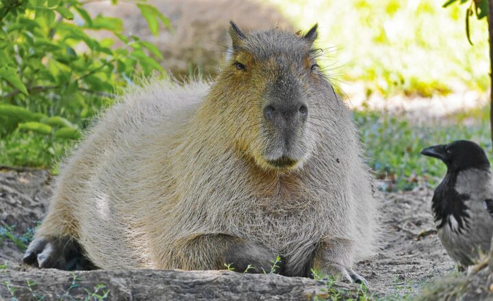 Capybaras and Water: Why These Rodents Are So Comfortable in Aquatic Environments