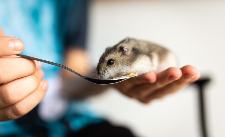 The Lifespan of Hamsters: What You Need to Know About Caring for Your Small Pet