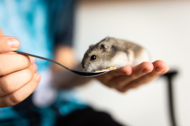 The Lifespan of Hamsters: What You Need to Know About Caring for Your Small Pet The Lifespan of Hamsters: What You Need to Know About Caring for Your Small Pet