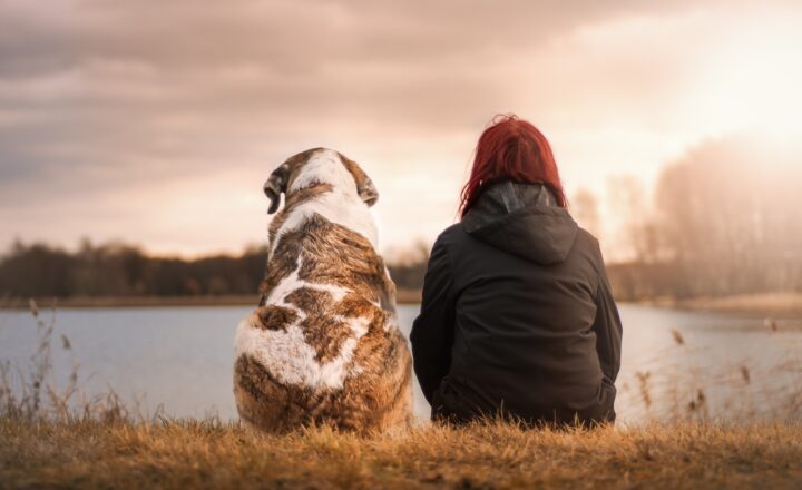 Why Dogs Are So Attuned to Human Emotions: The Science of Canine Empathy