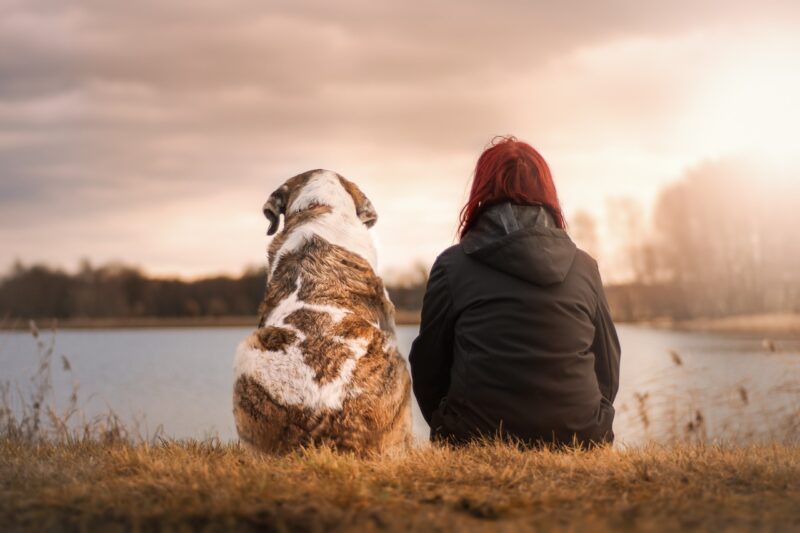 Why Dogs Are So Attuned to Human Emotions: The Science of Canine Empathy Why Dogs Are So Attuned to Human Emotions: The Science of Canine Empathy