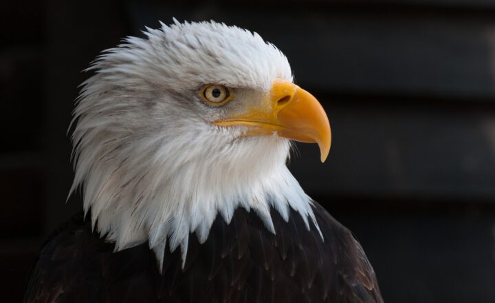 Eagle Nesting Habits: How These Birds Build and Maintain Their Homes