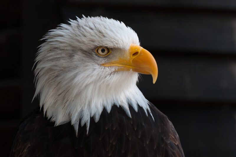 Eagle Nesting Habits: How These Birds Build and Maintain Their Homes Eagle Nesting Habits: How These Birds Build and Maintain Their Homes
