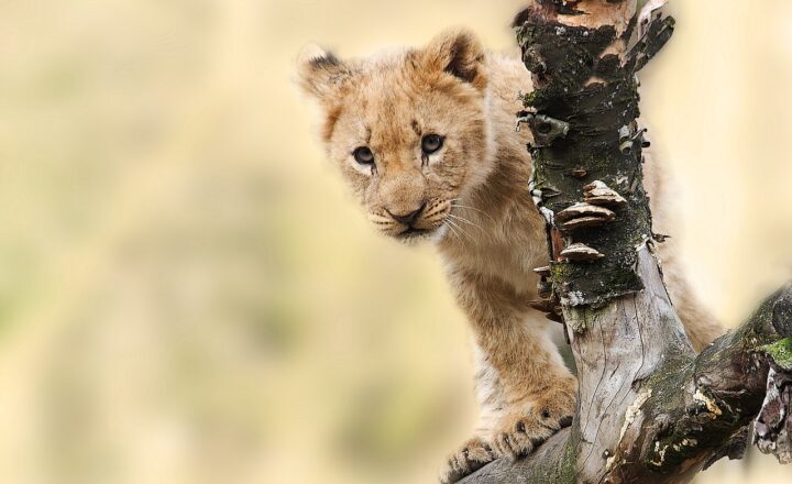 Why Lion Cubs Have Such High Mortality Rates and How Conservationists Are Helping