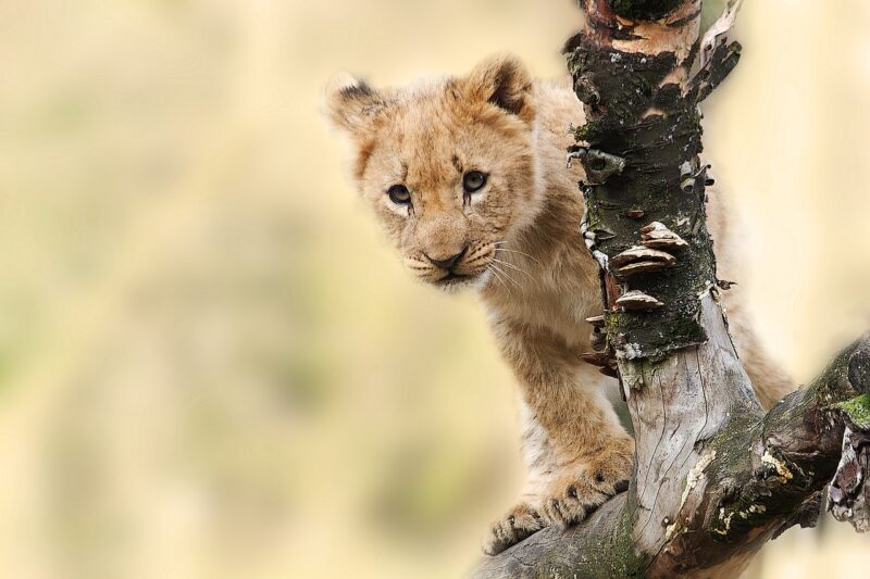 Why Lion Cubs Have Such High Mortality Rates and How Conservationists Are Helping Why Lion Cubs Have Such High Mortality Rates and How Conservationists Are Helping