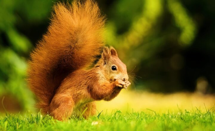 Squirrels as Urban Pioneers: How They’ve Adapted to Life in Cities and Suburbs