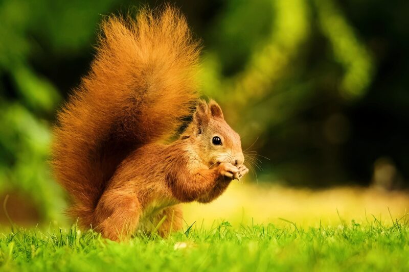 Squirrels as Urban Pioneers: How They’ve Adapted to Life in Cities and Suburbs