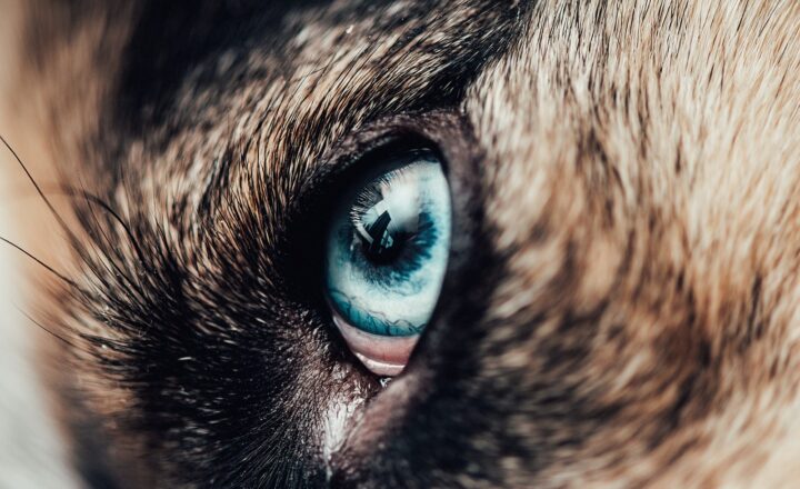 How Dogs Communicate with Their Eyes: Reading the Emotions of Man’s Best Friend
