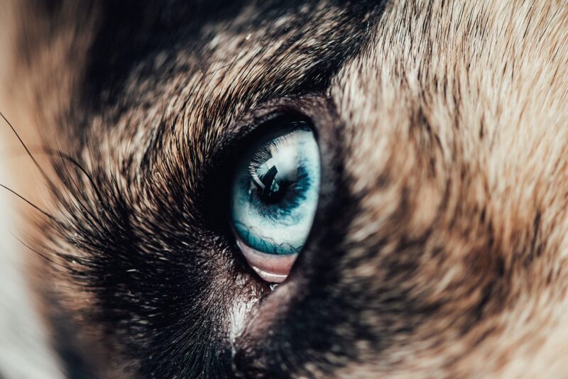 How Dogs Communicate with Their Eyes: Reading the Emotions of Man’s Best Friend How Dogs Communicate with Their Eyes: Reading the Emotions of Man’s Best Friend