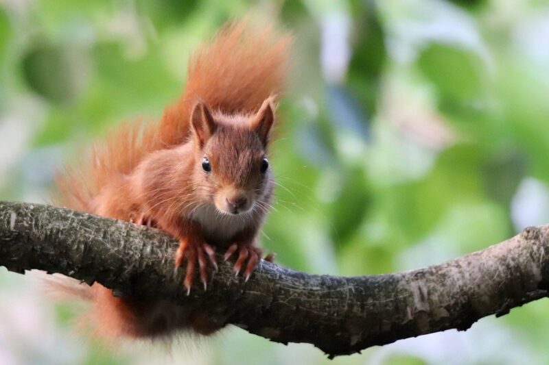 The Cleverness of Squirrels: How They Outsmart Predators and Thrive in the Wild