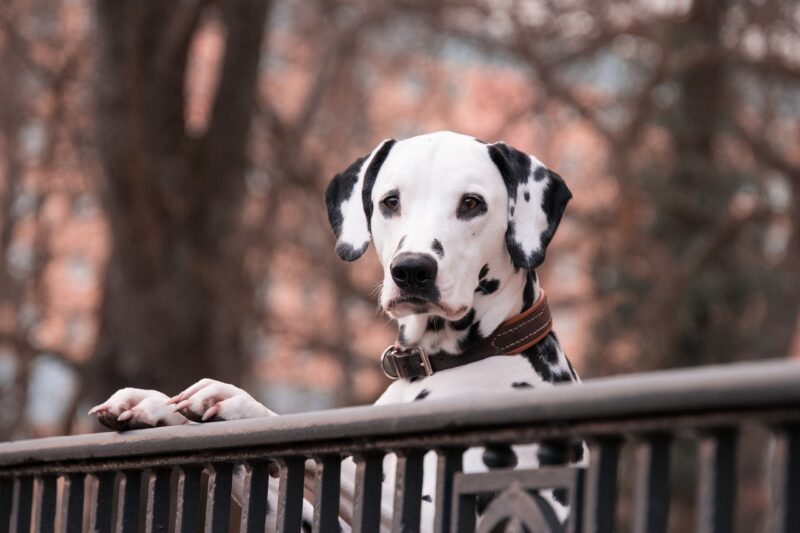 The Most Loyal Dog Breeds: Exploring the Strong Bonds These Dogs Form with Their Humans The Most Loyal Dog Breeds: Exploring the Strong Bonds These Dogs Form with Their Humans