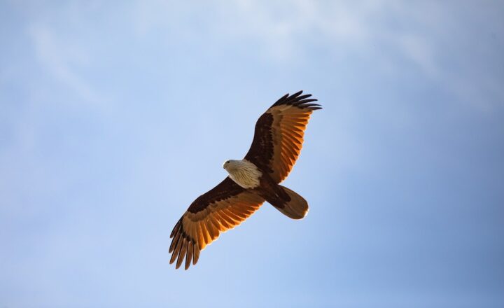 Why Eagles Are One of the Most Powerful Symbols in Human History
