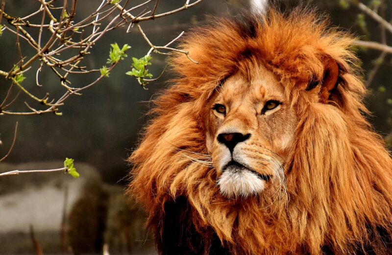The Social Structure of Lions: How Prides Are Organized and Why It Matters The Social Structure of Lions: How Prides Are Organized and Why It Matters