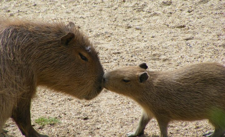 Capybaras in the Wild vs. as Pets: What to Know Before Bringing One Home