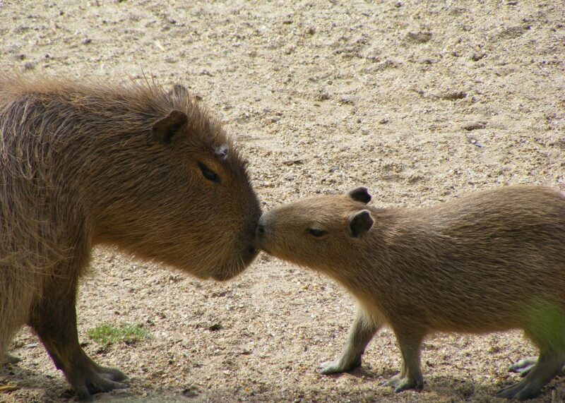 Capybaras in the Wild vs. as Pets: What to Know Before Bringing One Home Capybaras in the Wild vs. as Pets: What to Know Before Bringing One Home