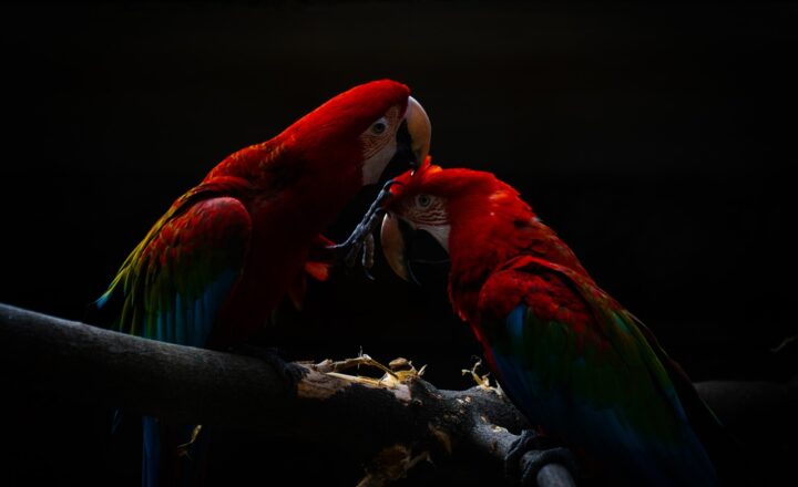 Why Parrots Live So Long: Understanding the Lifespan and Care Needs of Parrot Species