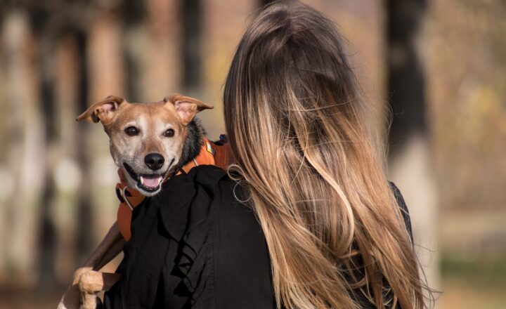 How Dogs Can Help Reduce Anxiety and Stress: The Therapeutic Effects of Canine Companionship