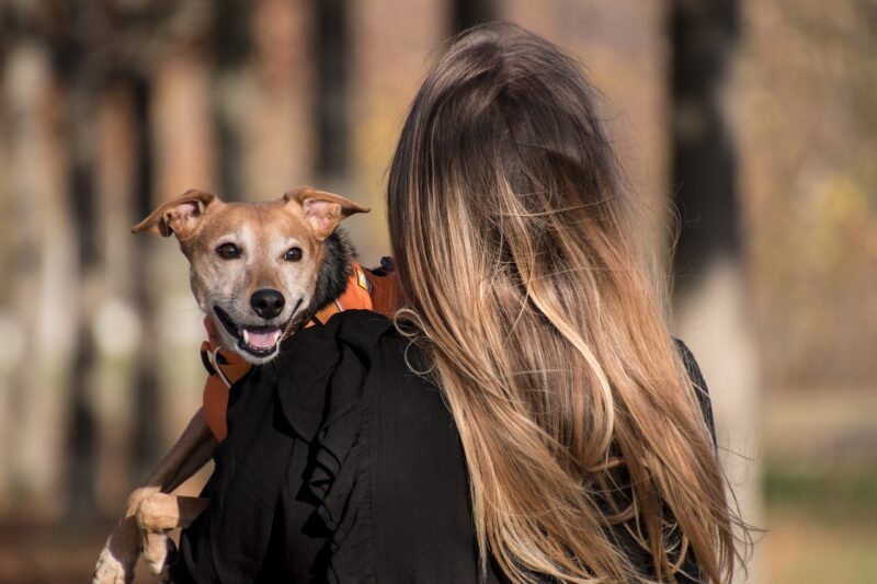 How Dogs Can Help Reduce Anxiety and Stress: The Therapeutic Effects of Canine Companionship How Dogs Can Help Reduce Anxiety and Stress: The Therapeutic Effects of Canine Companionship