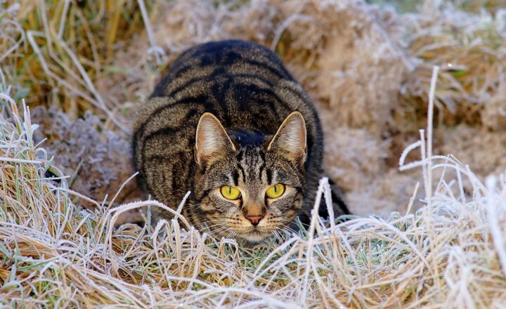 Are Cats Really Low-Maintenance Pets? The Truth About Caring for a Feline Friend