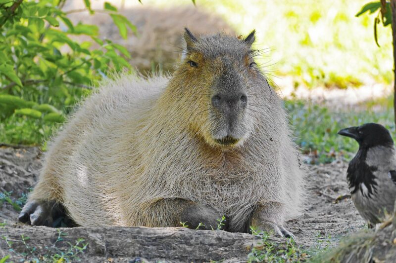 How Capybaras Coexist Peacefully with Other Animals: Insights from Their Unique Social Behavior How Capybaras Coexist Peacefully with Other Animals: Insights from Their Unique Social Behavior