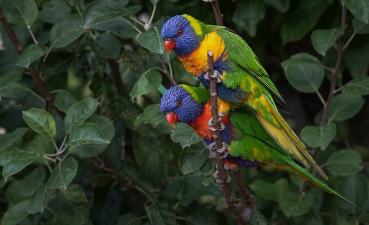 Parrot Care for Beginners: Everything You Need to Know to Keep Your Bird Happy and Healthy