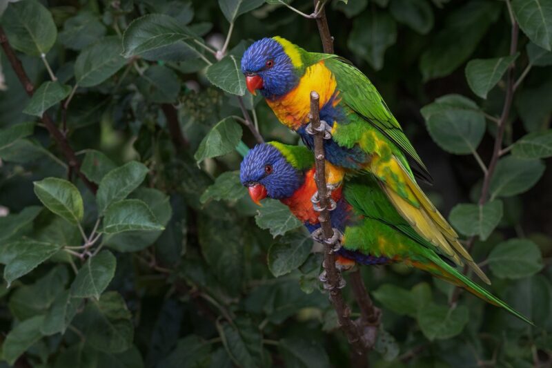 Parrot Care for Beginners: Everything You Need to Know to Keep Your Bird Happy and Healthy Parrot Care for Beginners: Everything You Need to Know to Keep Your Bird Happy and Healthy