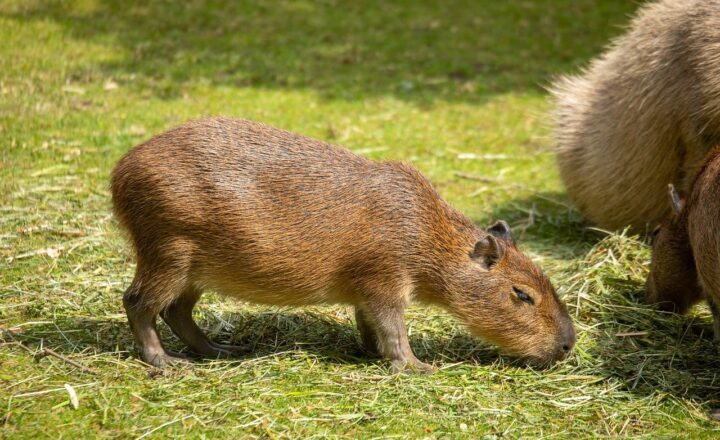 Why Capybaras Are So Chill: Understanding the Laid-Back Nature of These Gentle Giants