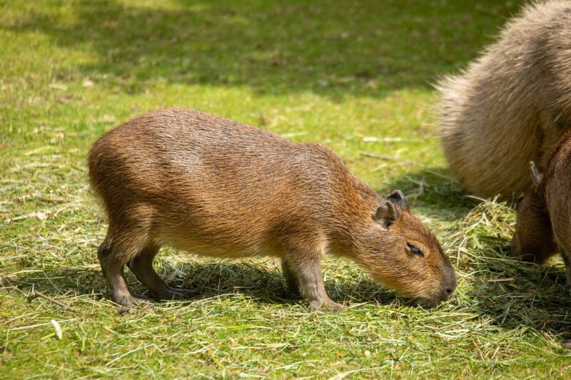 Why Capybaras Are So Chill: Understanding the Laid-Back Nature of These Gentle Giants Why Capybaras Are So Chill: Understanding the Laid-Back Nature of These Gentle Giants