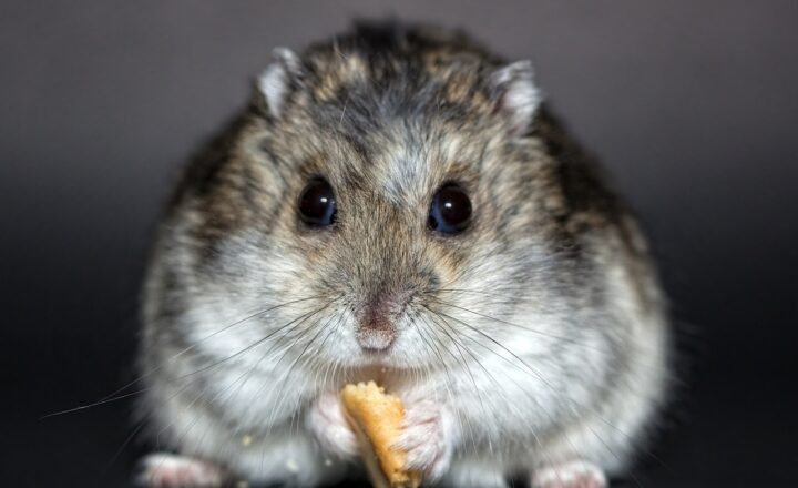 The Importance of Hamster Enrichment: Why Your Pet Needs More Than Just a Wheel