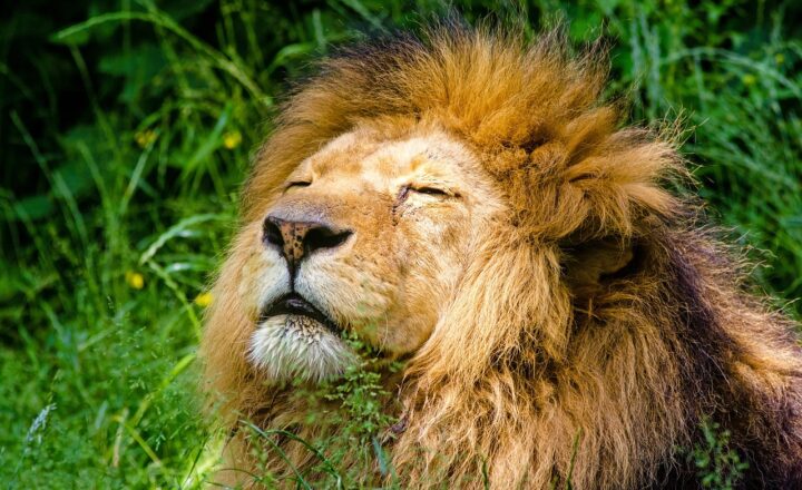 The Lion’s Role in the Ecosystem: How These Big Cats Shape the Savanna