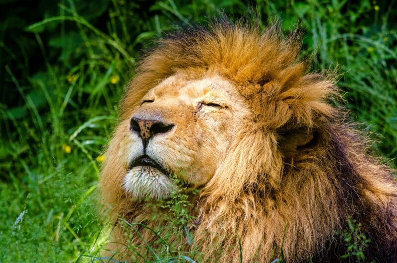 The Lion’s Role in the Ecosystem: How These Big Cats Shape the Savanna The Lion’s Role in the Ecosystem: How These Big Cats Shape the Savanna