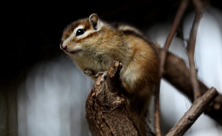 Squirrel vs. Chipmunk: Understanding the Differences Between These Common Critters