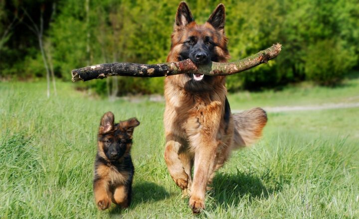 The Science of Dog Intelligence: How Smart Are Our Four-Legged Friends, Really?