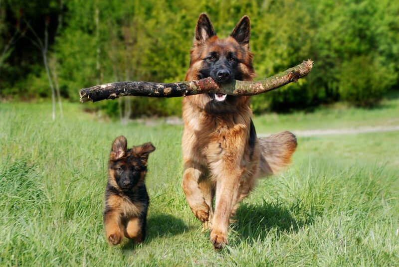 The Science of Dog Intelligence: How Smart Are Our Four-Legged Friends, Really? The Science of Dog Intelligence: How Smart Are Our Four-Legged Friends, Really?