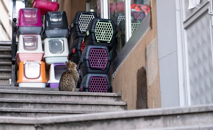 Why Cats Love Boxes: The Evolutionary and Psychological Reasons Behind This Odd Obsession