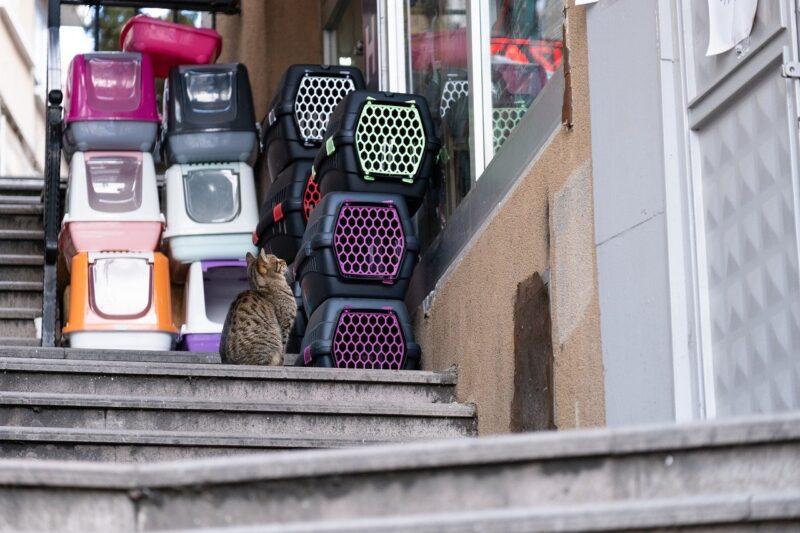 Why Cats Love Boxes: The Evolutionary and Psychological Reasons Behind This Odd Obsession Why Cats Love Boxes: The Evolutionary and Psychological Reasons Behind This Odd Obsession