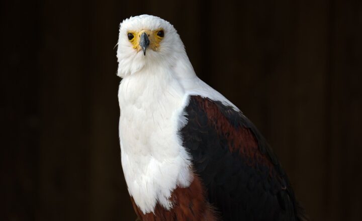 How Eagles Hunt: The Impressive Skills That Make Them Top Predators in the Sky