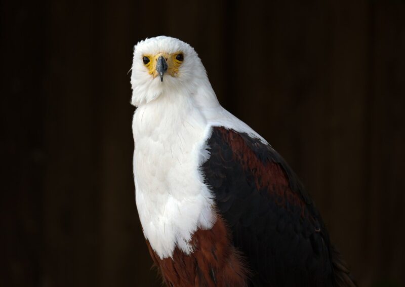 How Eagles Hunt: The Impressive Skills That Make Them Top Predators in the Sky How Eagles Hunt: The Impressive Skills That Make Them Top Predators in the Sky