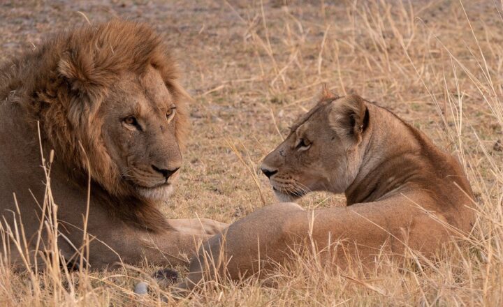 The Daily Life of a Wild Lion: What It Really Takes to Survive on the African Savanna