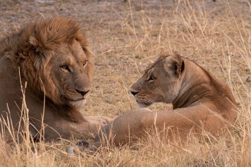 The Daily Life of a Wild Lion: What It Really Takes to Survive on the African Savanna The Daily Life of a Wild Lion: What It Really Takes to Survive on the African Savanna