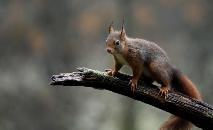 How Squirrels Prepare for Winter: A Deep Dive into the Resourceful Lives of These Cute Rodents