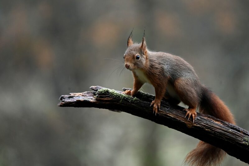 How Squirrels Prepare for Winter: A Deep Dive into the Resourceful Lives of These Cute Rodents How Squirrels Prepare for Winter: A Deep Dive into the Resourceful Lives of These Cute Rodents