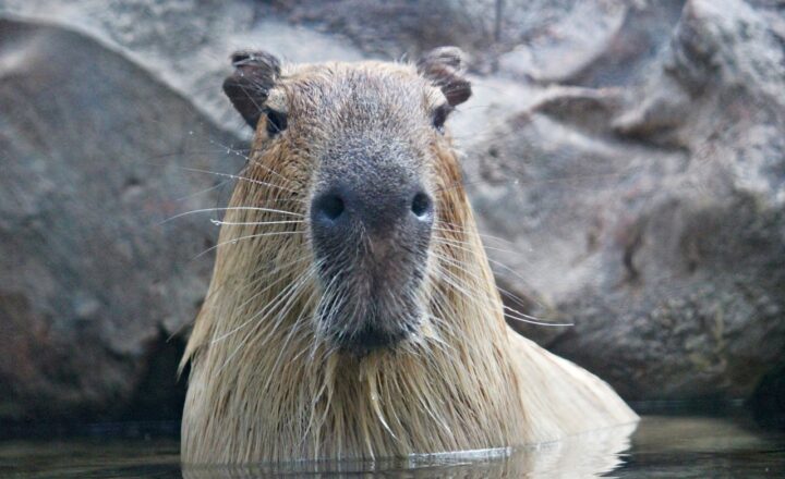 The Surprisingly Gentle Nature of Capybaras: Why These Giant Rodents Are So Friendly